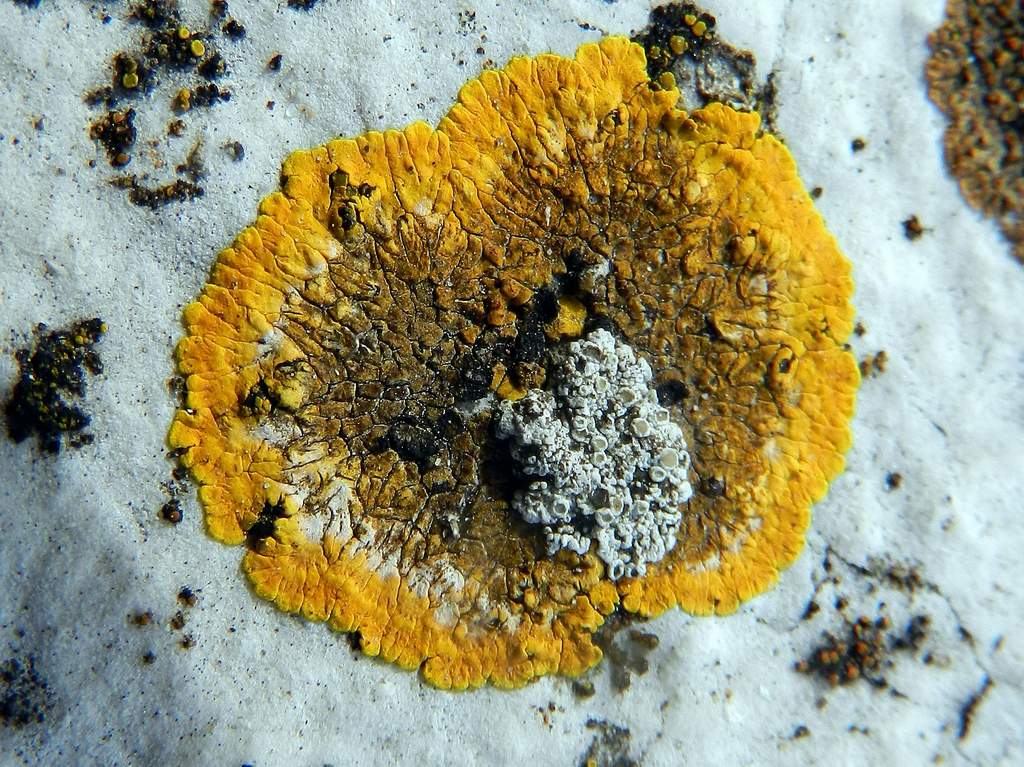 Caloplaca flavescens o decipiens ?